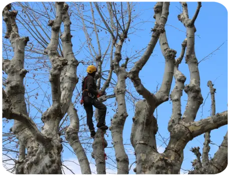 Élagage Abattage d'arbre à Tonnay-Charente